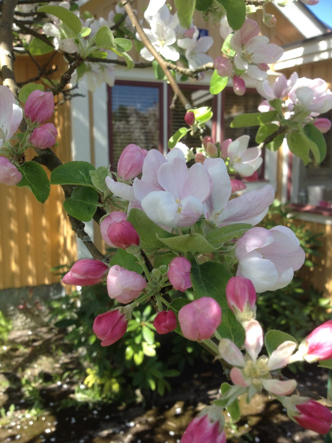 Bild Azaleagången 16