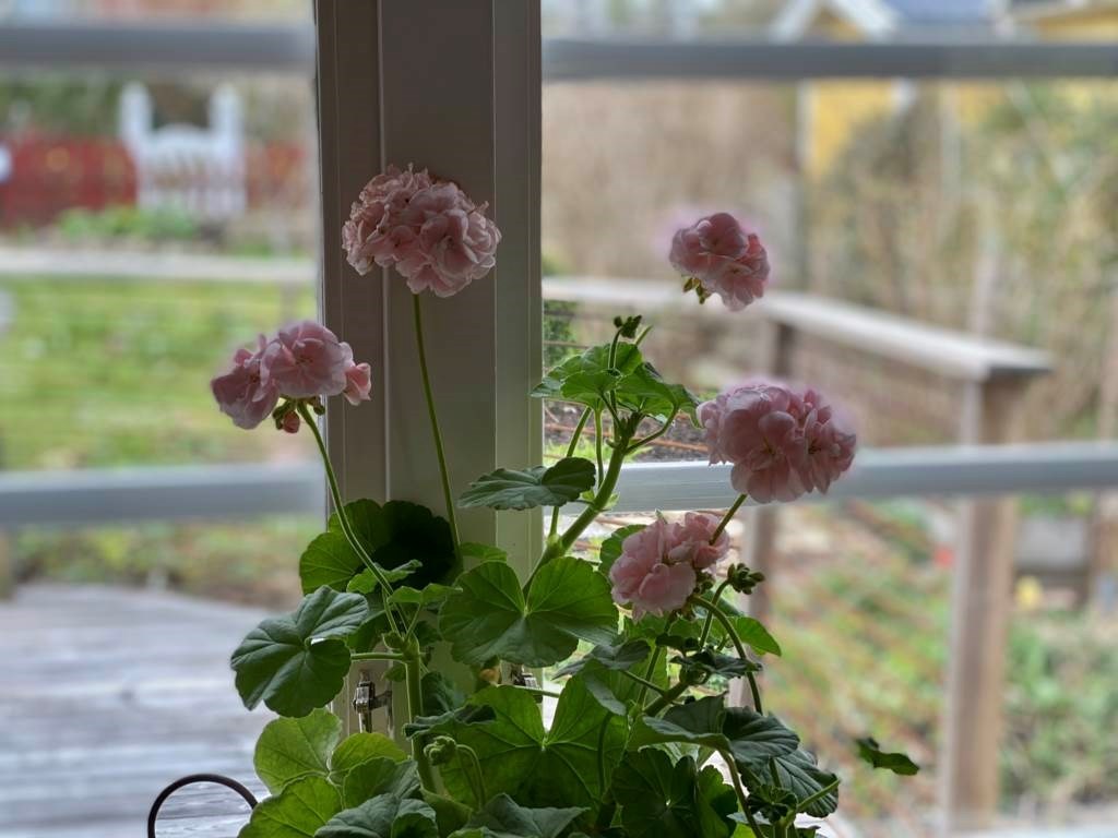 Lågupplöst