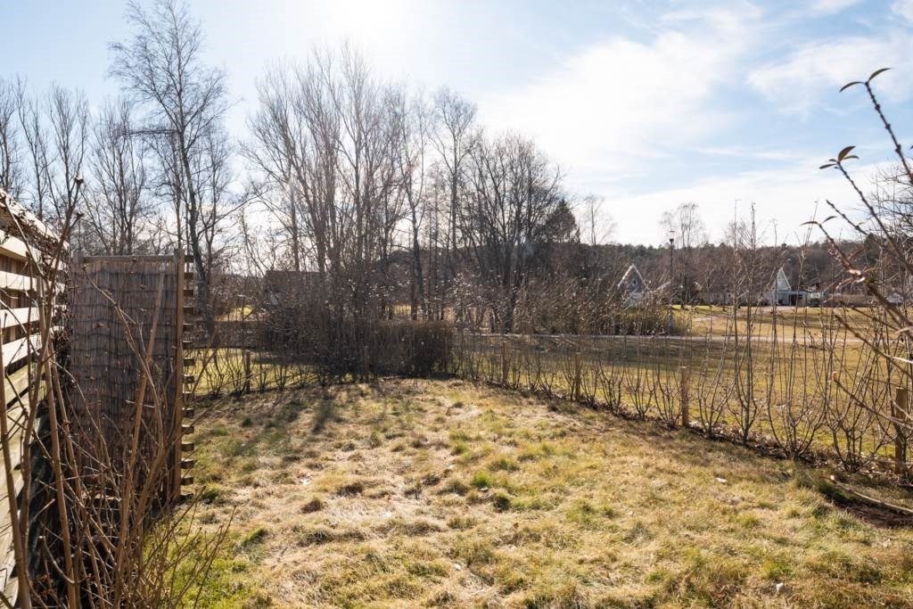Lågupplöst Ny planterad häck, Vintergrön Liguster
