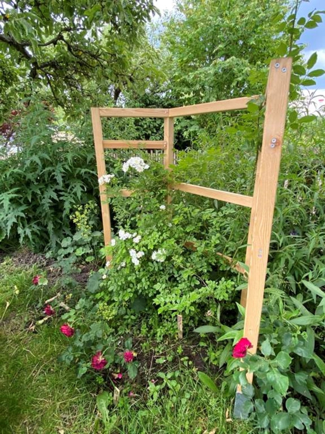 Lågupplöst Sommarbild