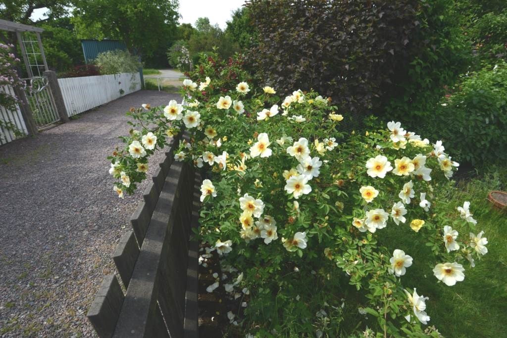 Lågupplöst Sommarbild