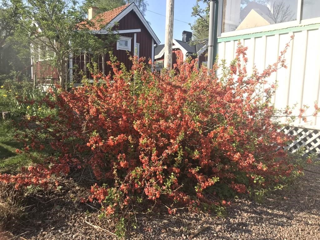 Lågupplöst Sommarbild