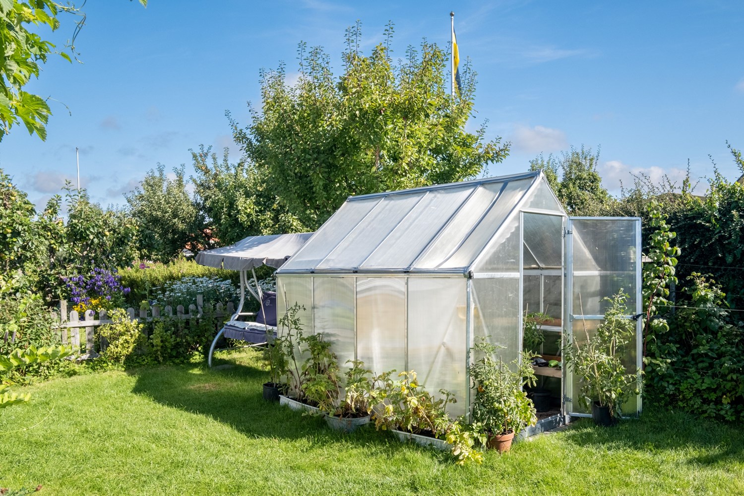 Växthus med tomatodling