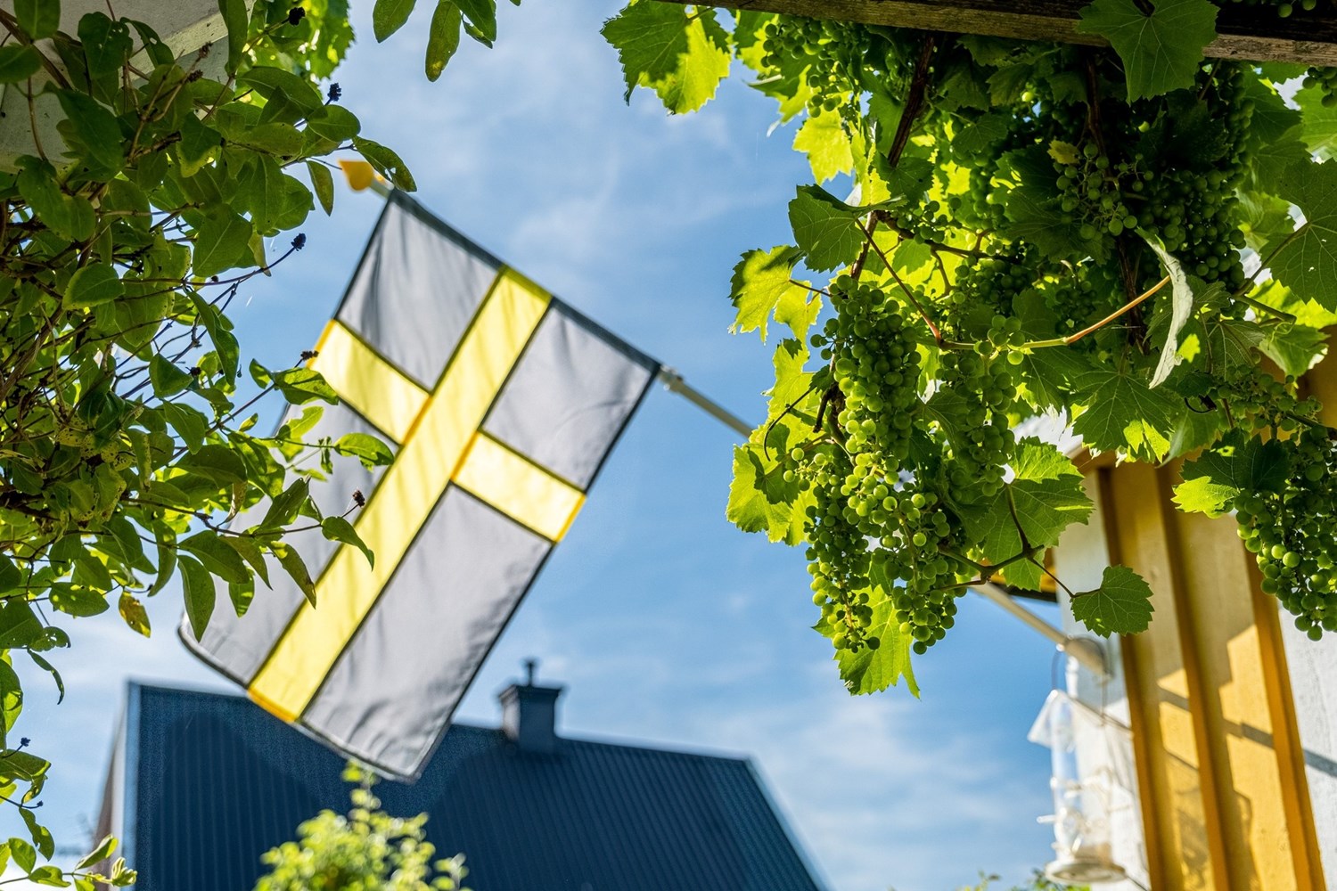 Snart kan man skörda vindruvorna