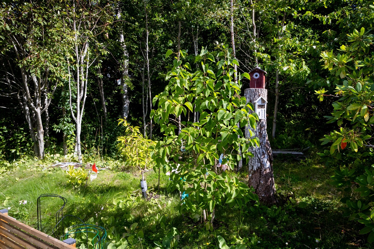 Natur och skog i dirrekt anslutning till stugan