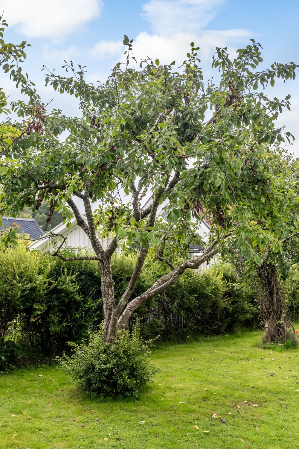 Bild Gulärlegången 160