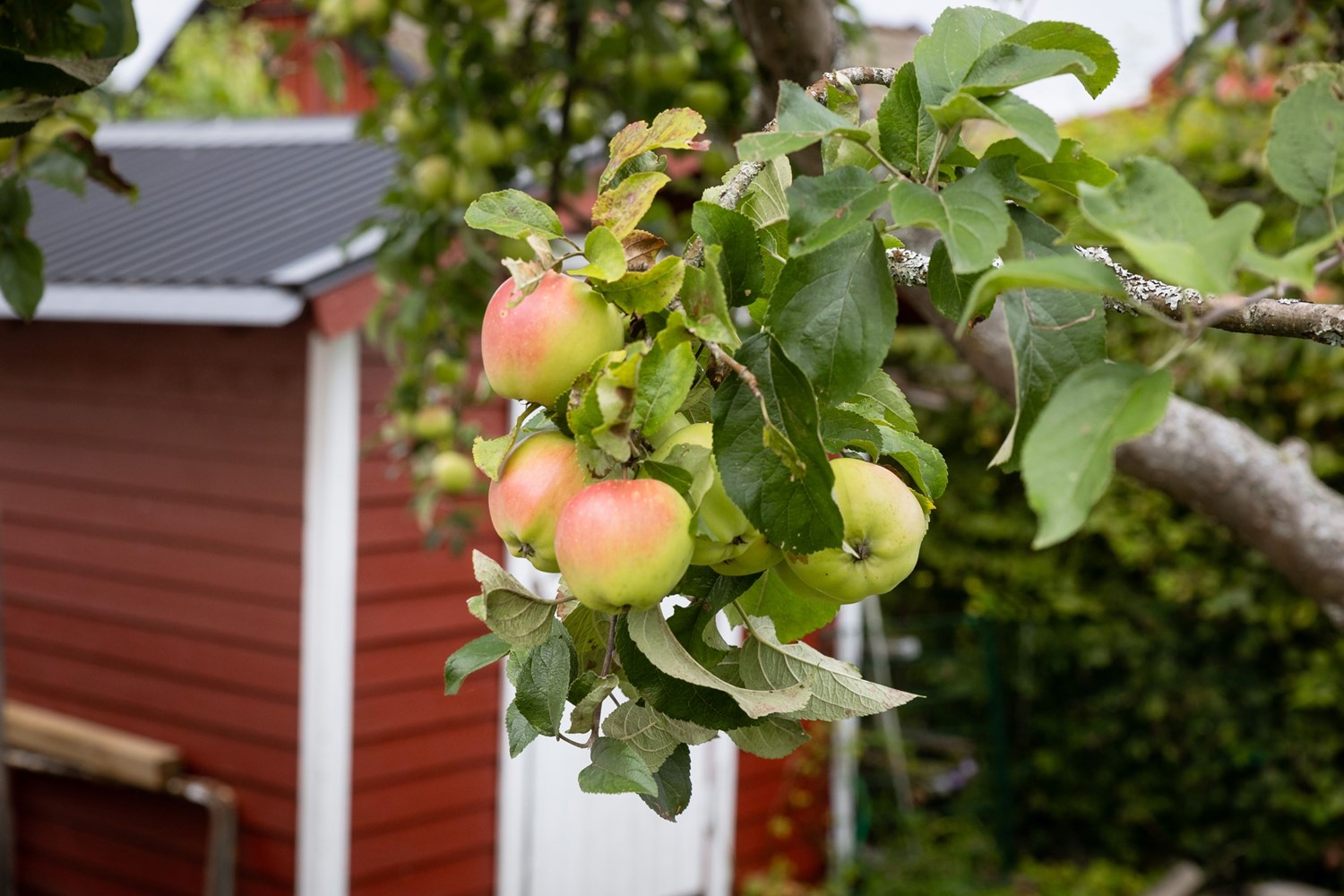 Bild Tofsmesgången 84