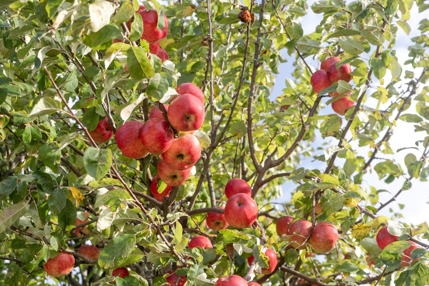 Fina äpplen att skörda