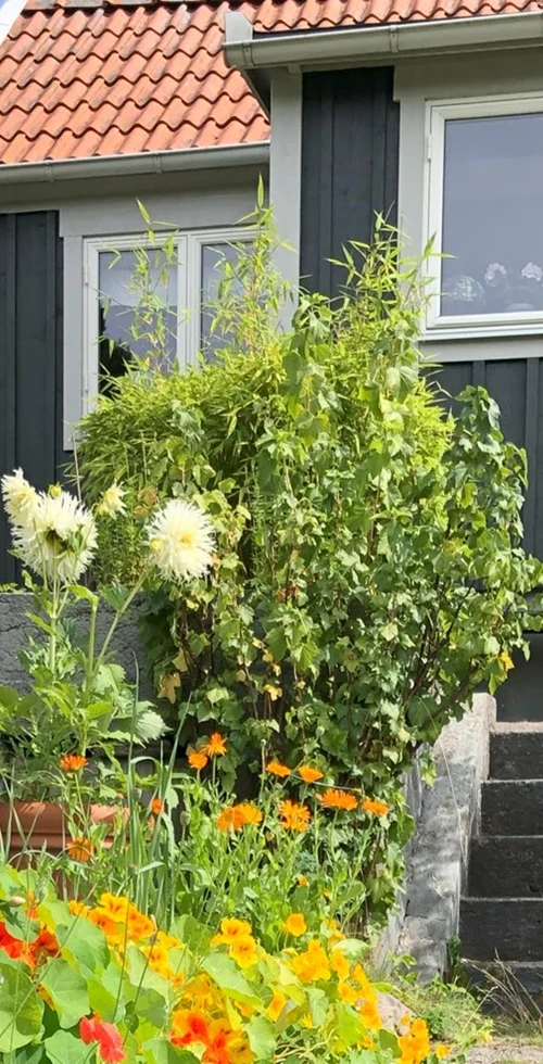 Liljegången 110