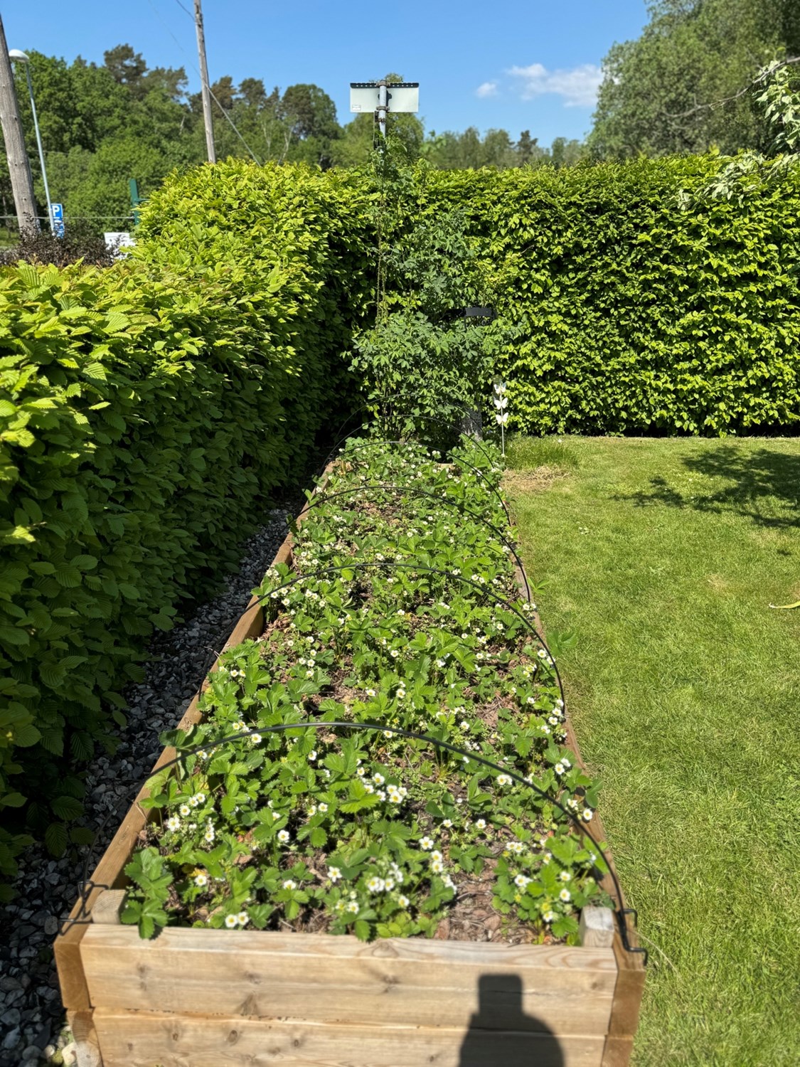 Bild Tofsmesgången 62