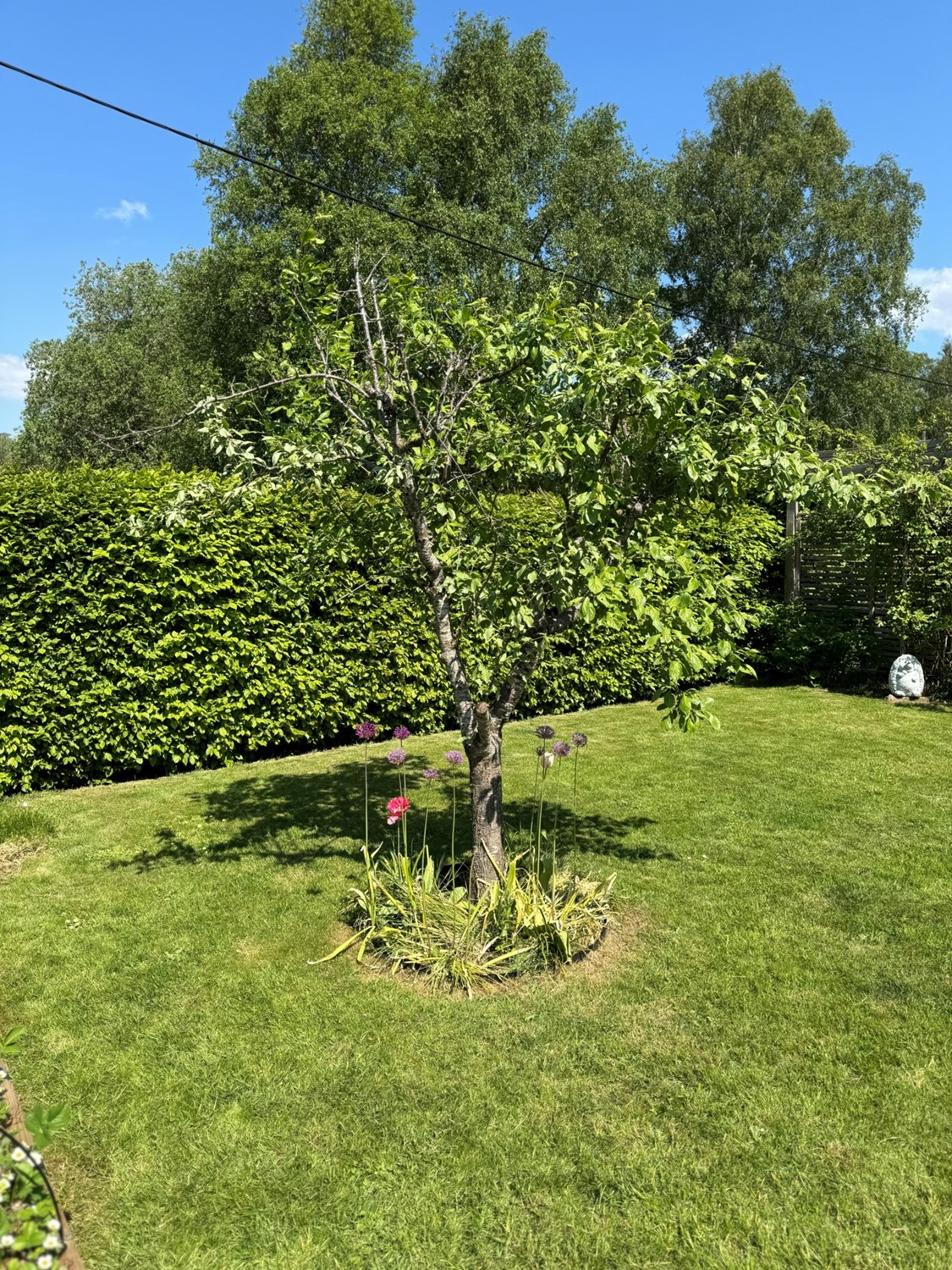 Bild Tofsmesgången 62