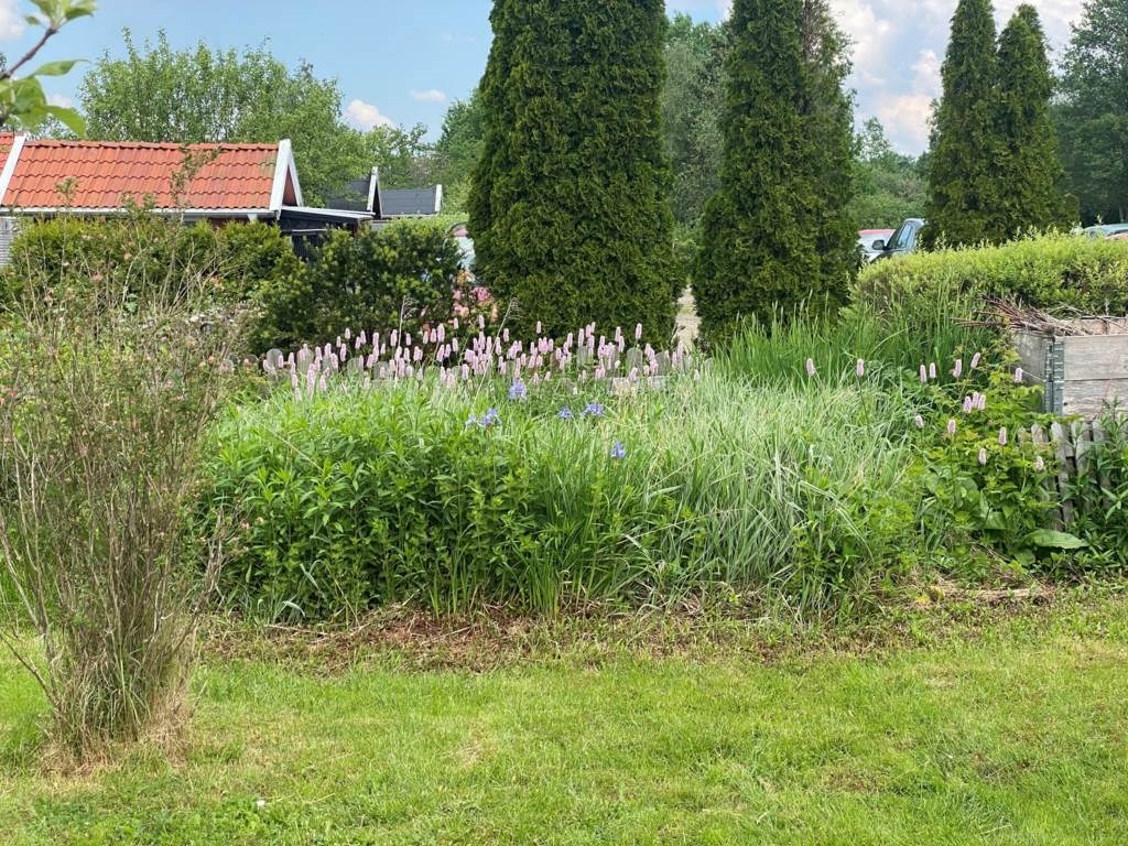 Lågupplöst Blomsterprakt