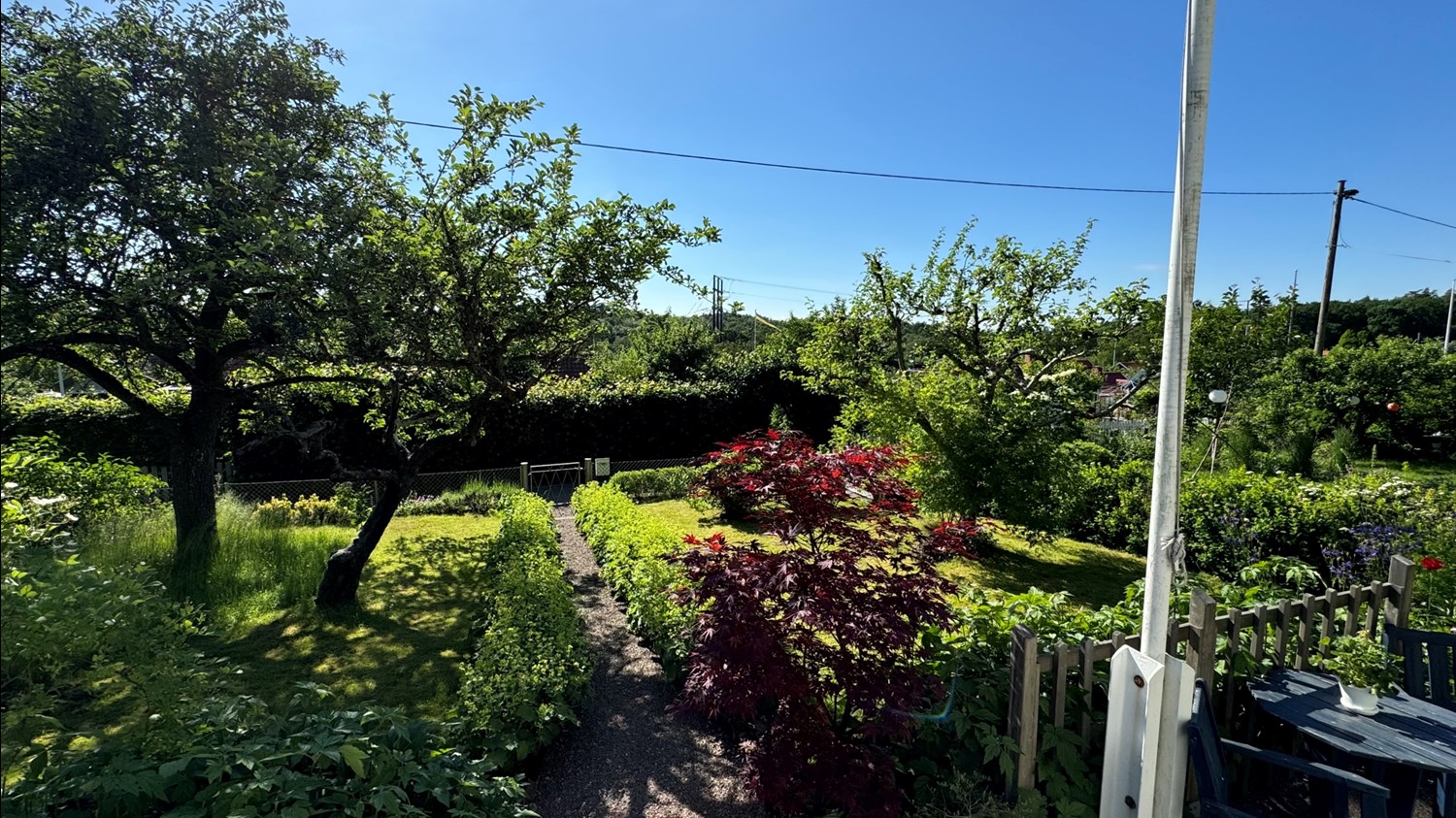 Trädgård med många perenna växter