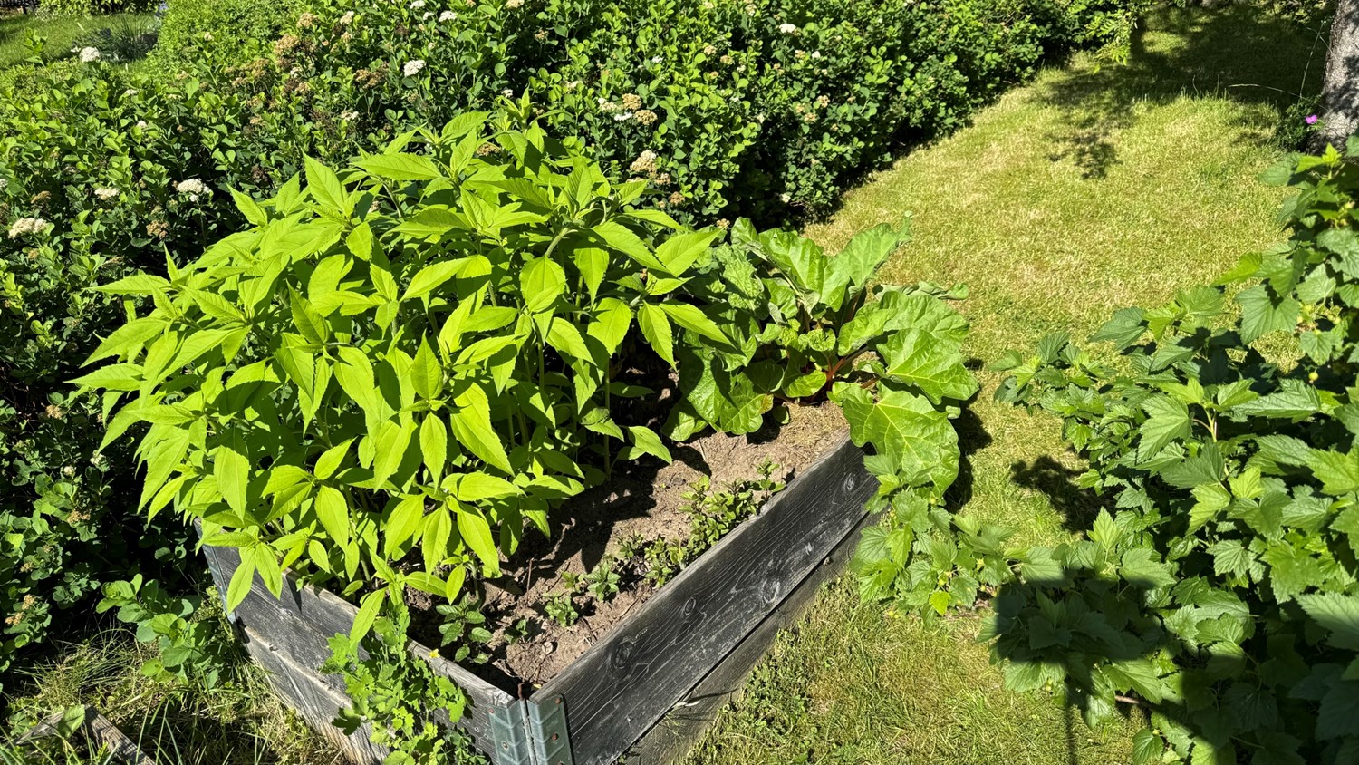 Här finns möjligheter till egna grönsaker