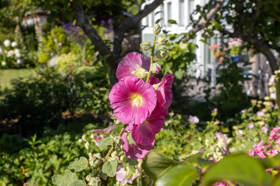 Bild Rabarbergången 143