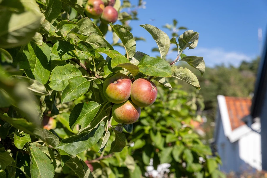 Bild Rabarbergången 143