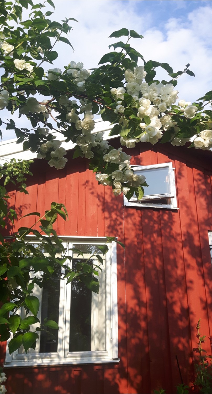 Trädgård 3