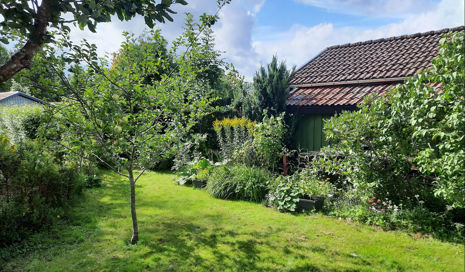 Trädgård 2