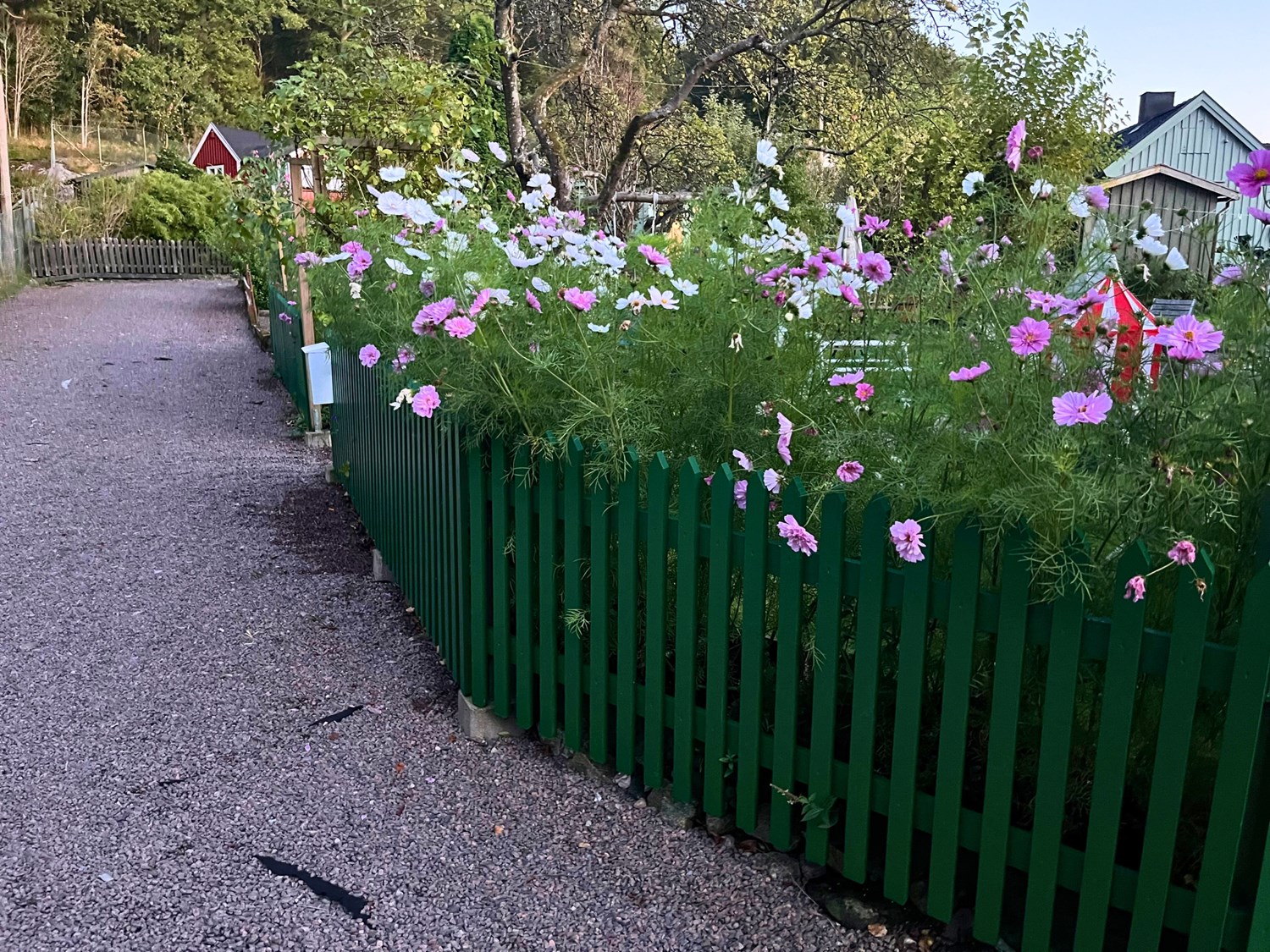 Bild Trädkrypargången 18