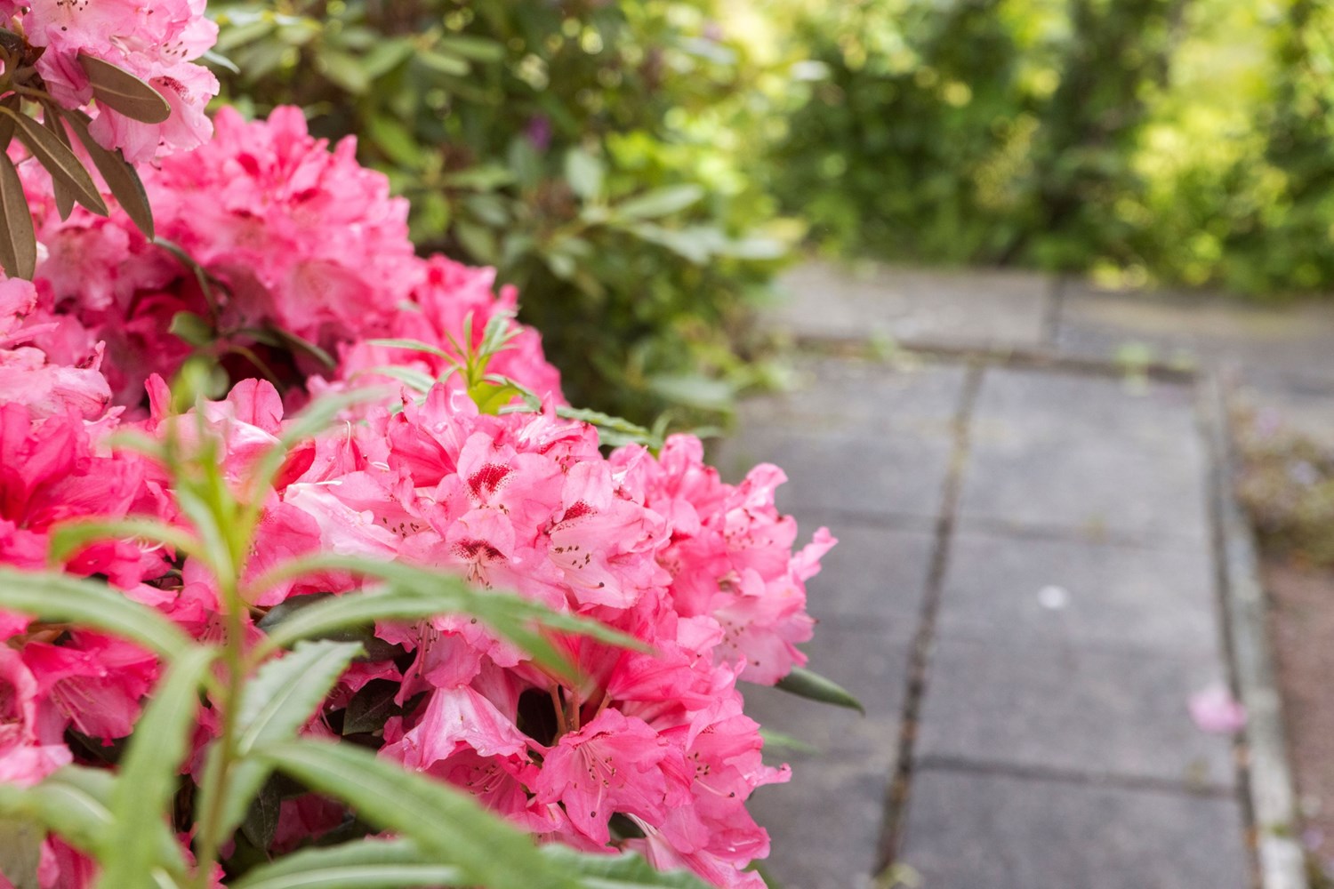 Bild Smörblommegången 323