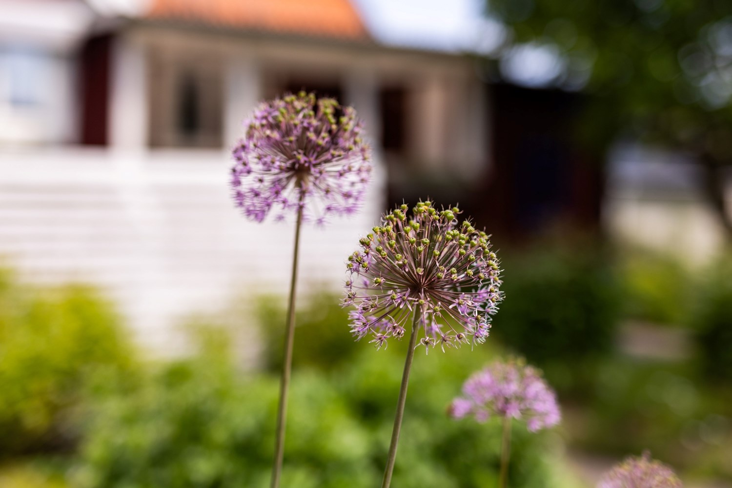 Bild Rosengången 56