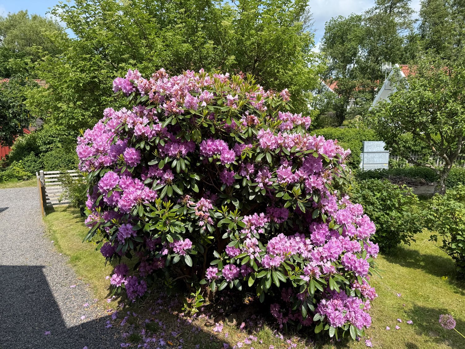 Bild Sommarlyckan 21