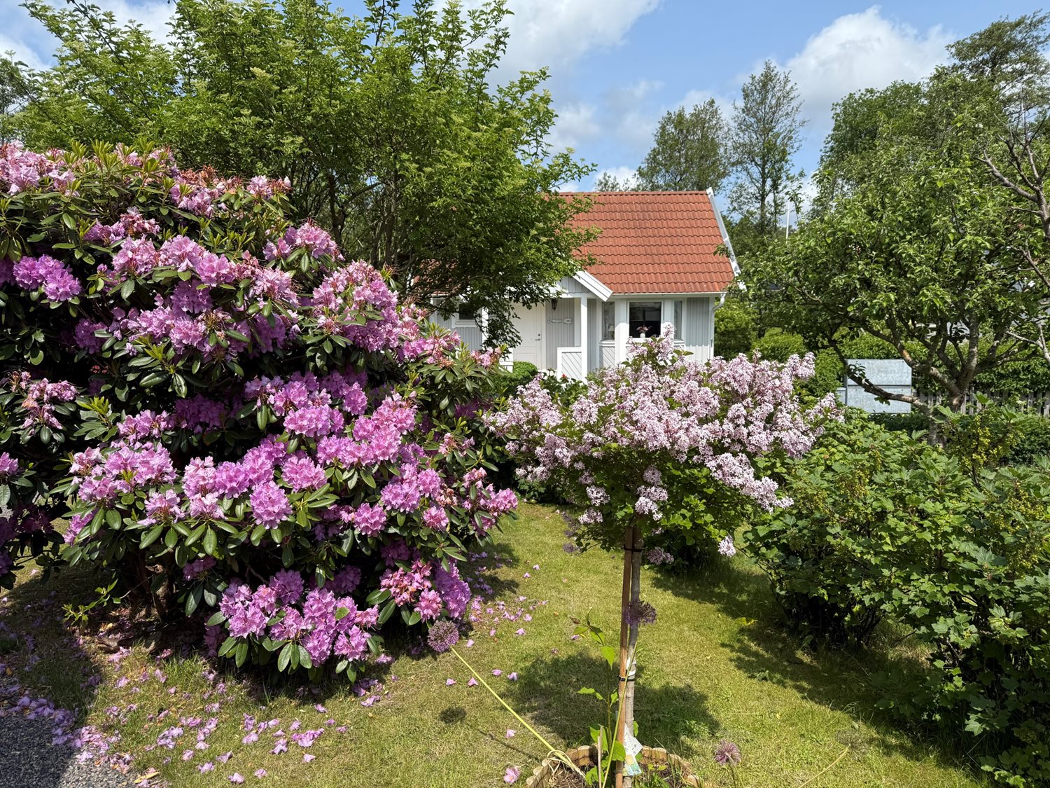 Bild Sommarlyckan 21