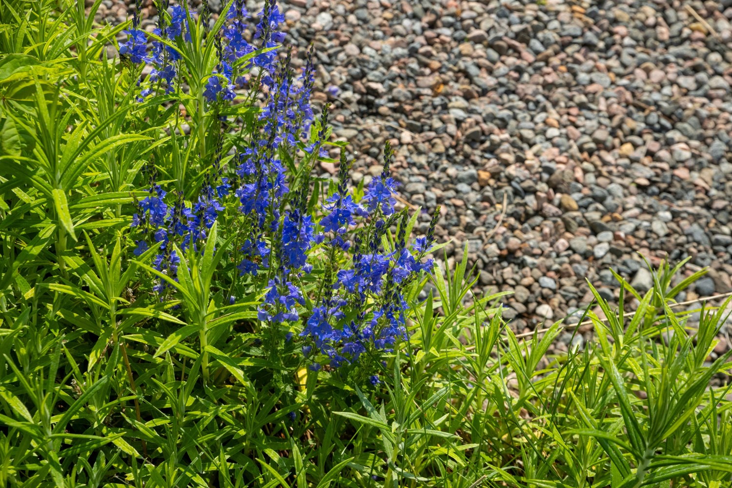 Bild Linnéagången 47