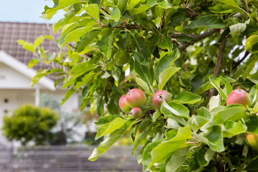 Bild Kolonilyckan 19