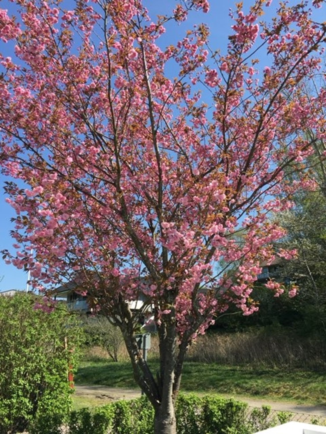 Blomsterprakt precis vid entren