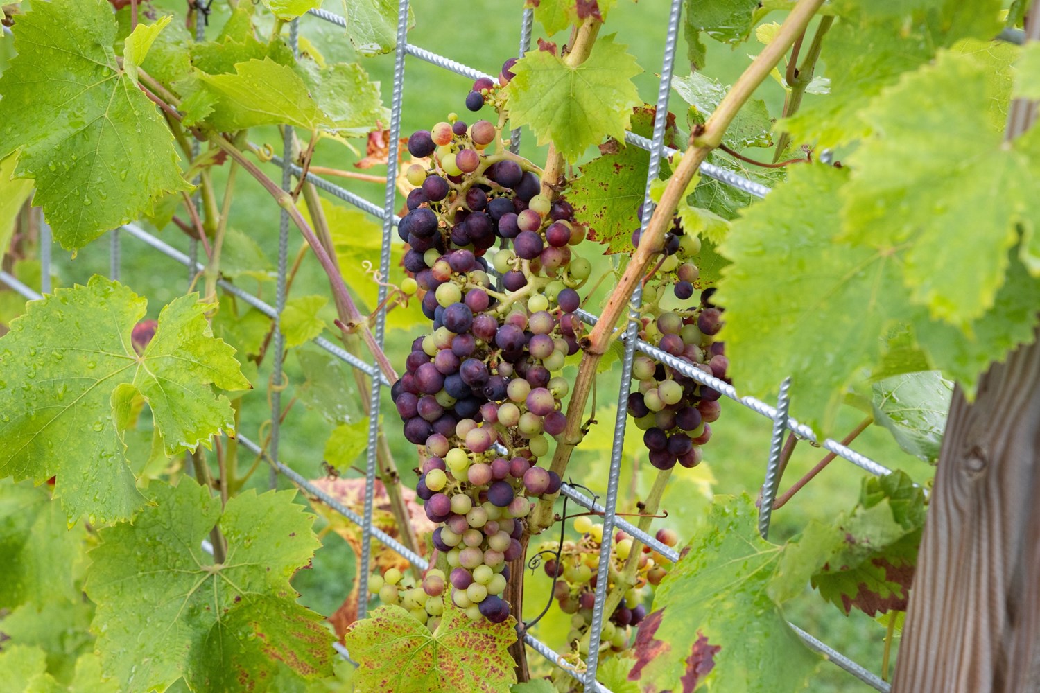 Vindruvor