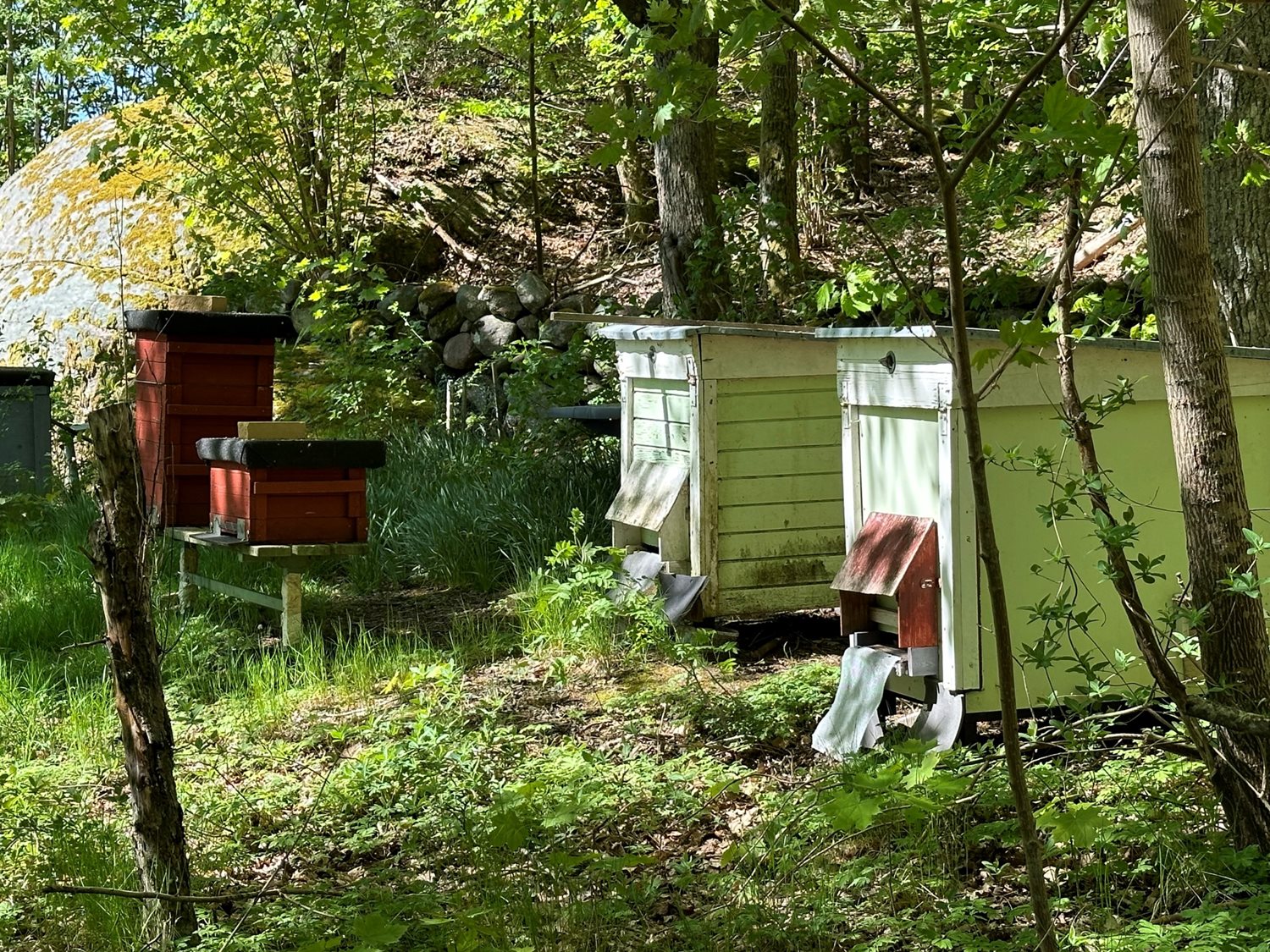 Föreningar har biodling