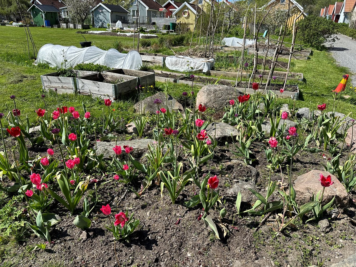 Fler odlinglådor att hyra