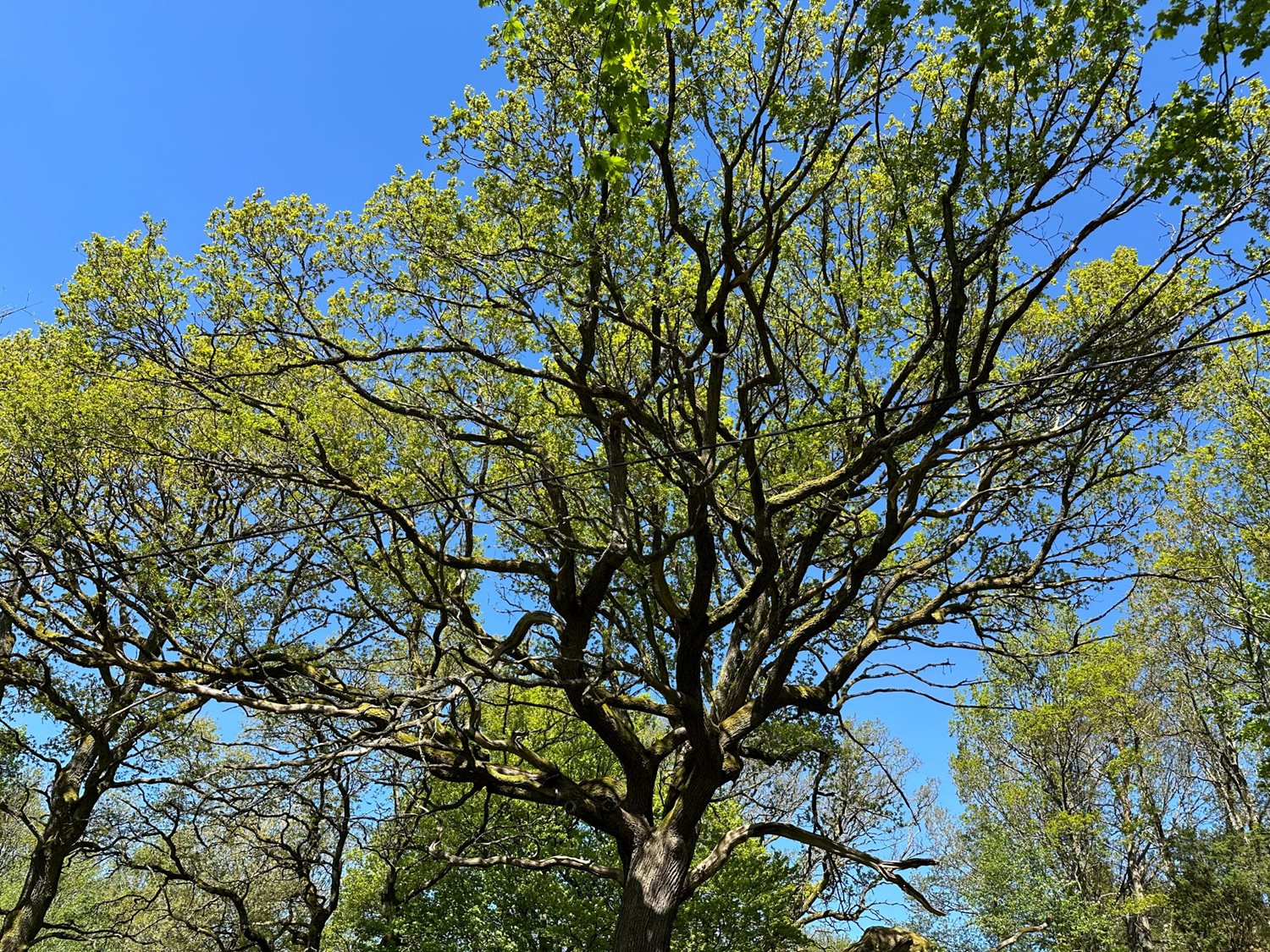 Bild Melodigången 179   Säve