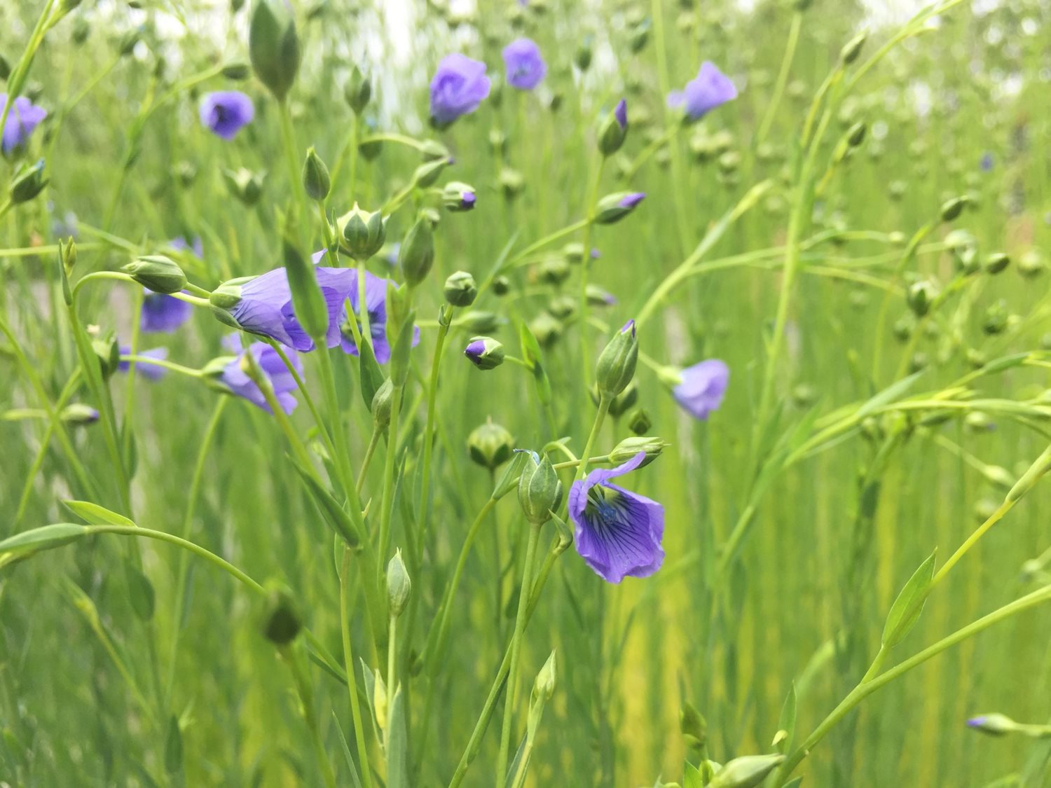 Bild Skeppstads Strandväg 3