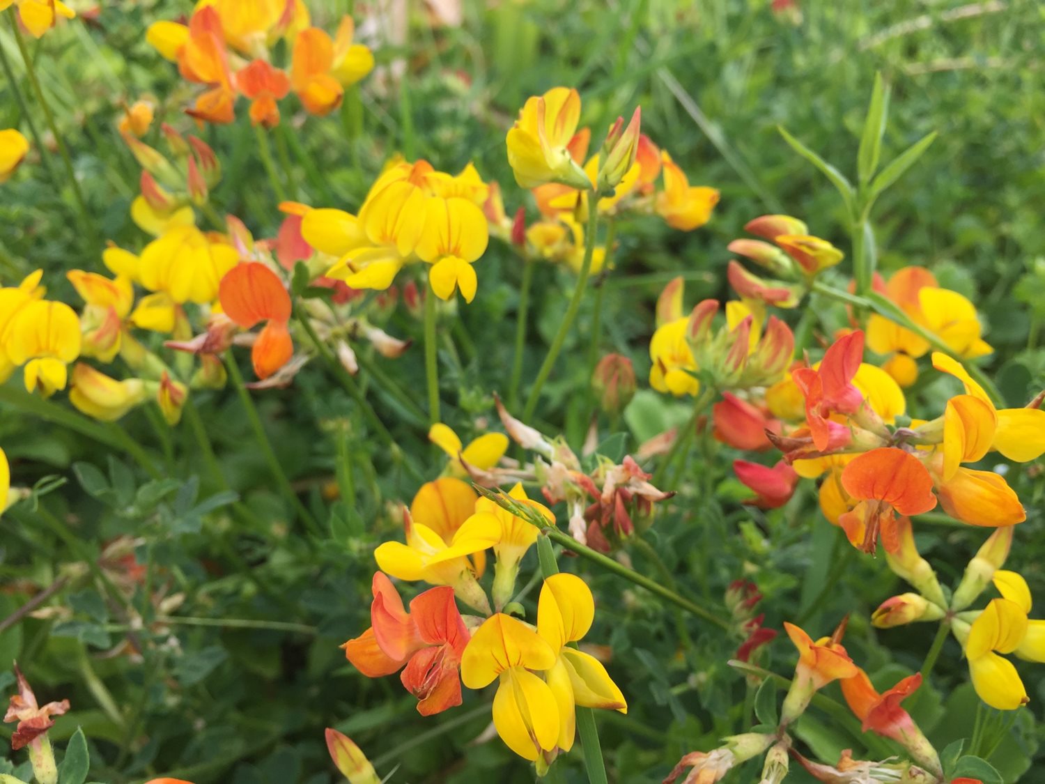 Bild Skeppstads Strandväg 3