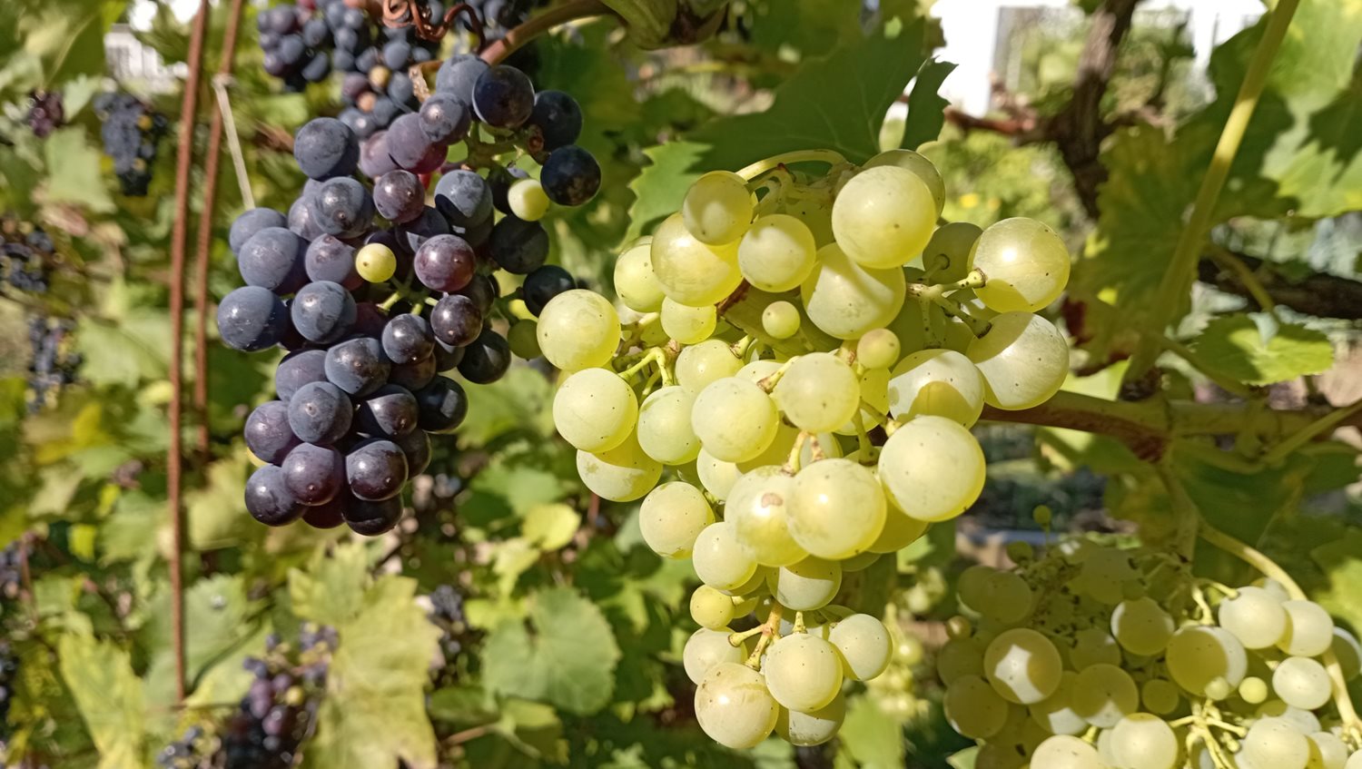 Bild Skeppstads Strandväg 3