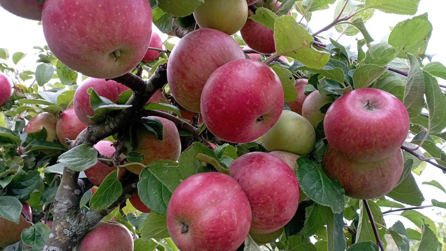 Bild Skeppstads Strandväg 3