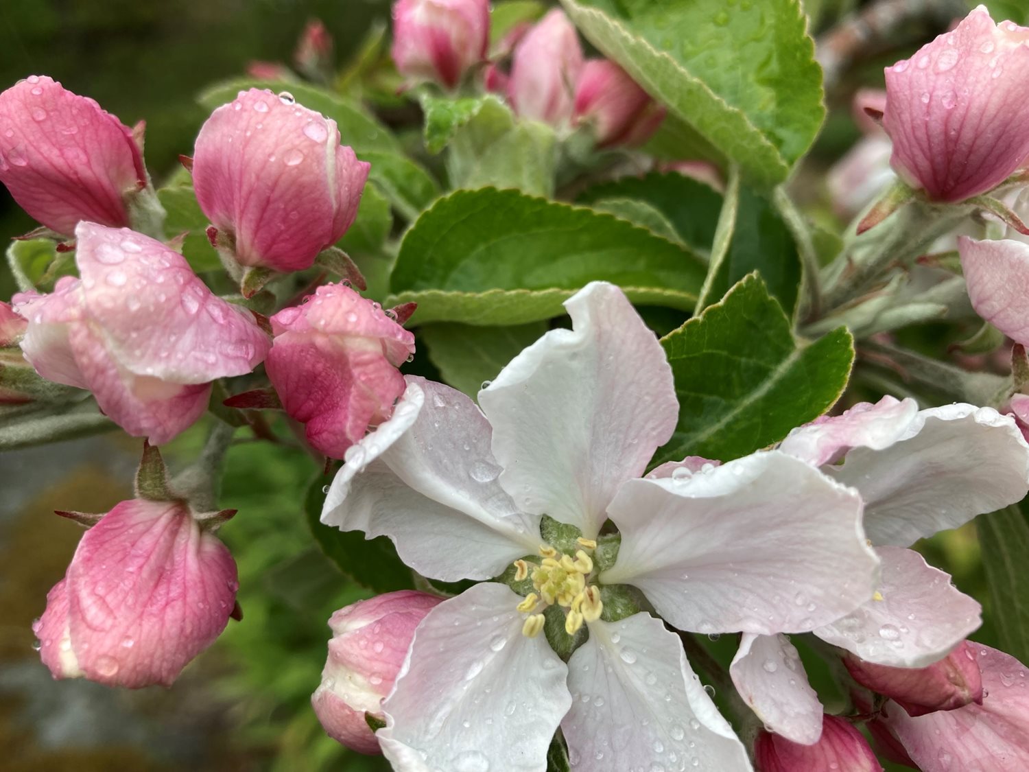 Bild Skeppstads Strandväg 3