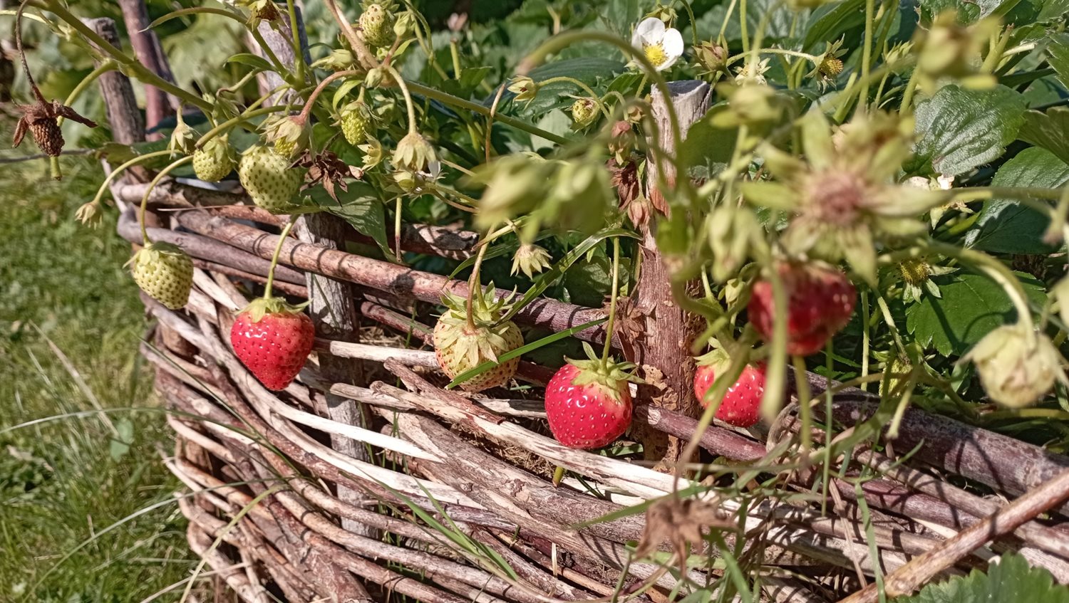 Bild Skeppstads Strandväg 3