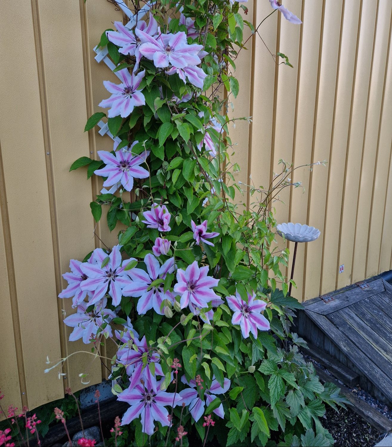 Bild Gulsporregången 230