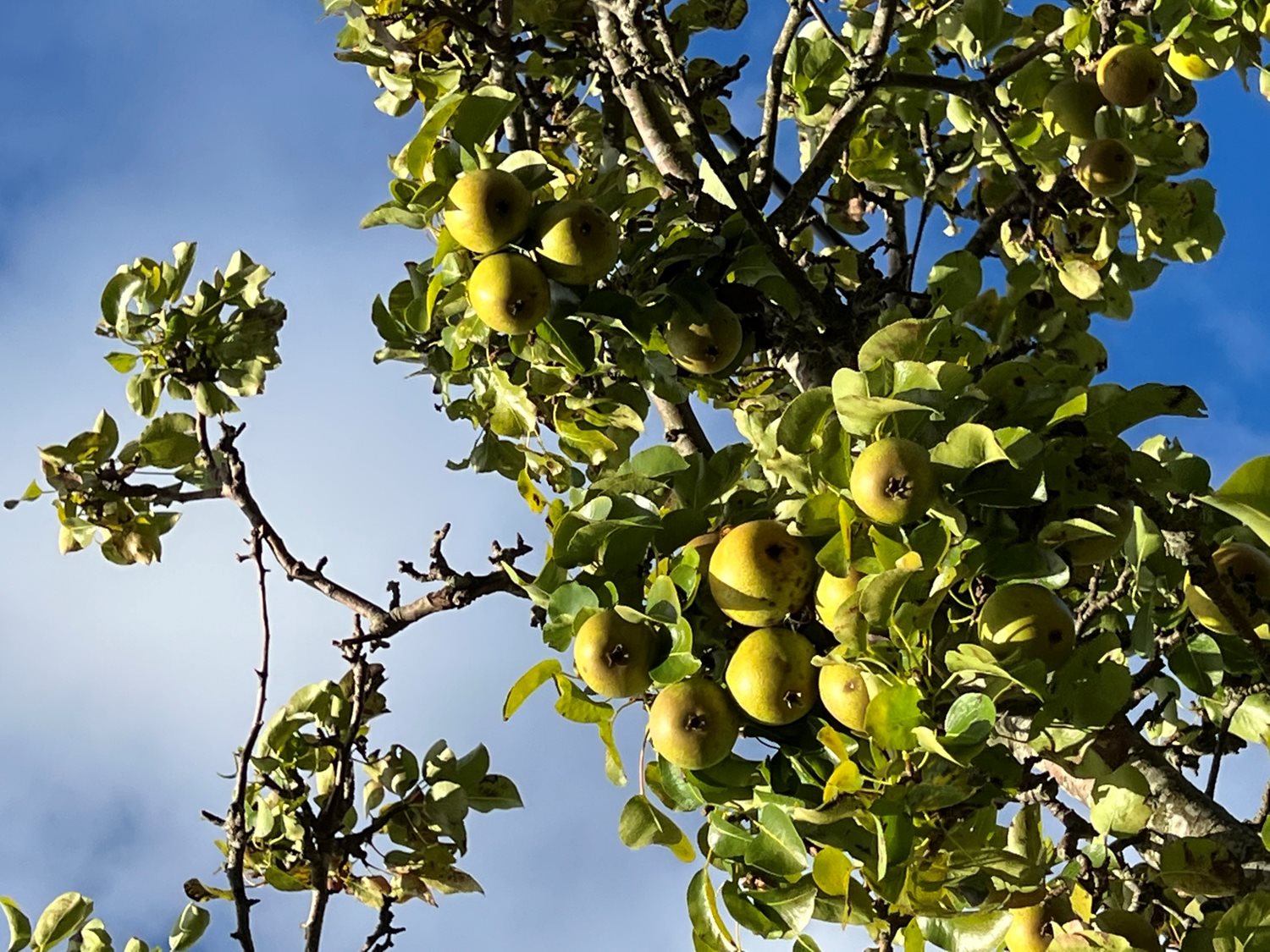 Bild Skeppstads Tärnväg 5