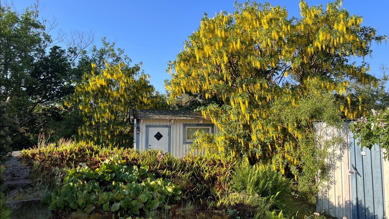 Friggeboden bakom stugan