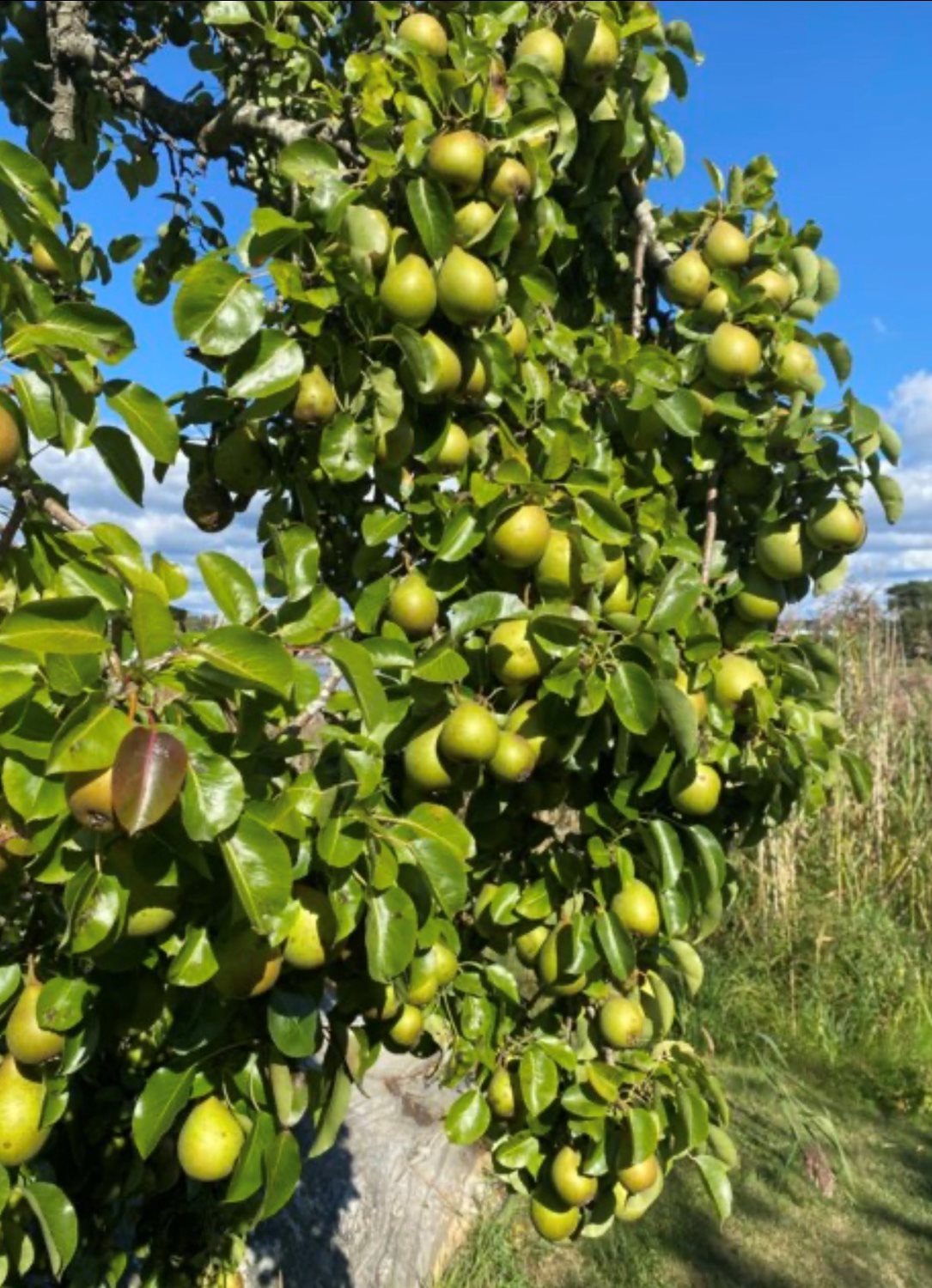 Bild Skeppstads Tärnväg 5