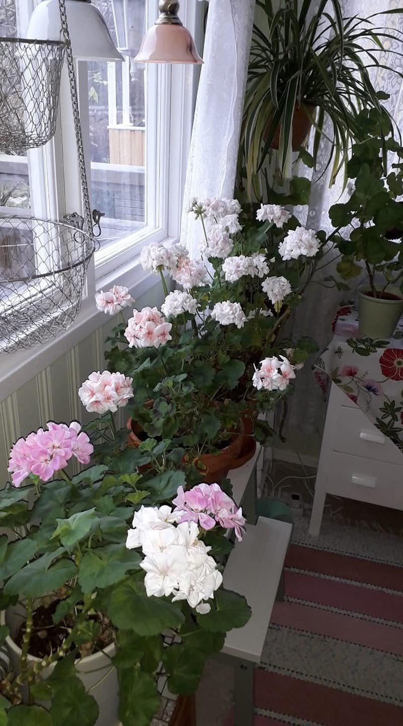 Bild Sörbackens Koloniområde nr 59