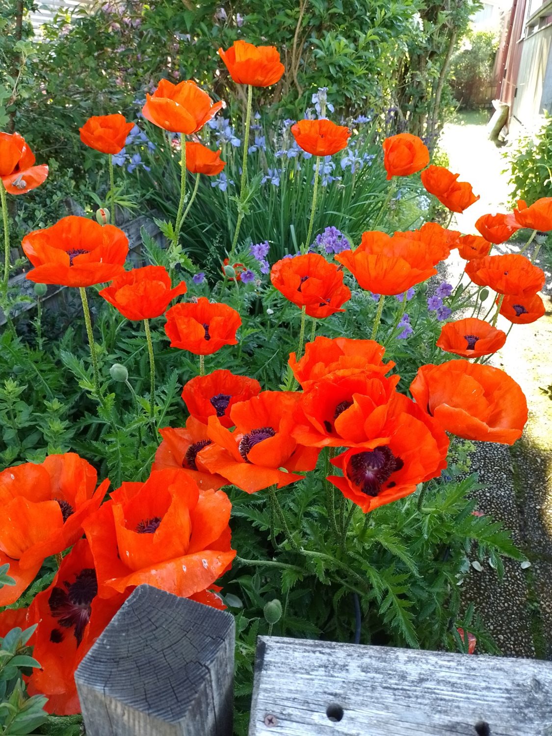 Bild Sörbackens Koloniområde nr 59