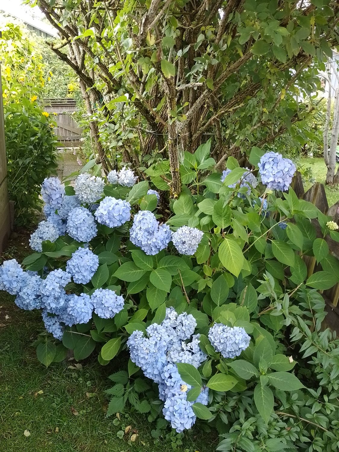 Bild Sörbackens Koloniområde nr 59