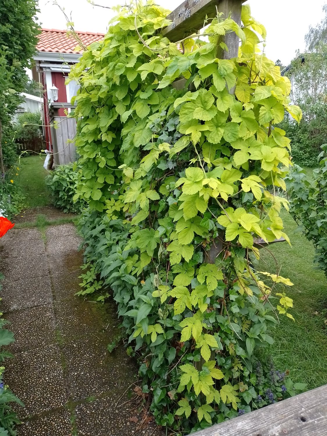 Vy från entre mot stugan skyddad av spaljen
