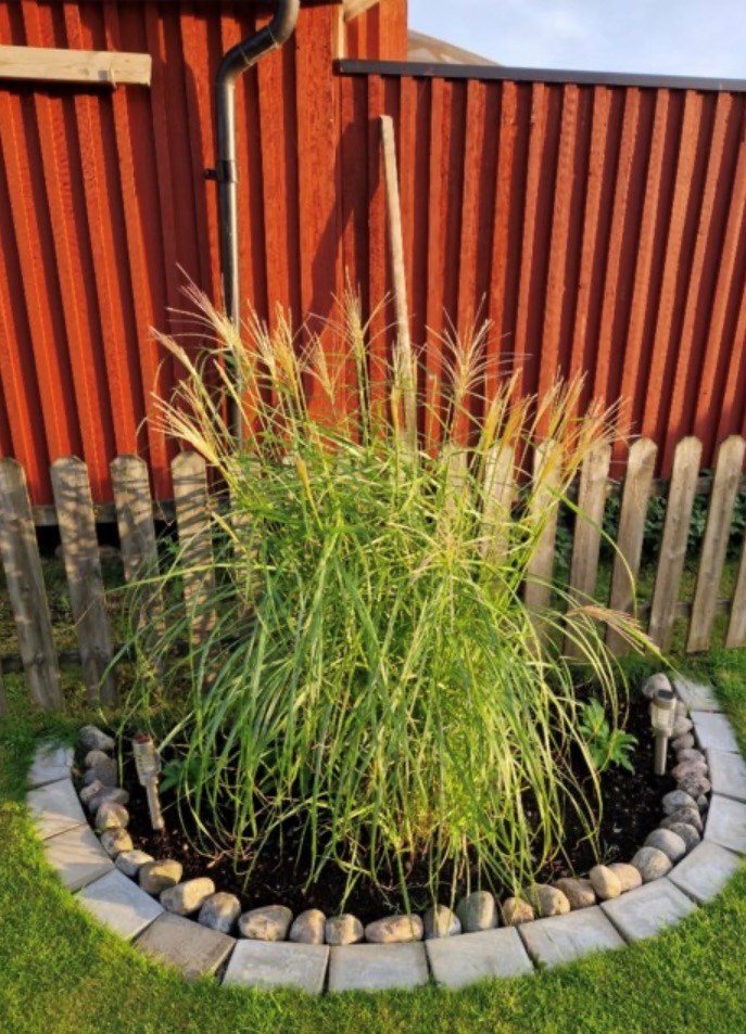 Bild Gulsporregången 230