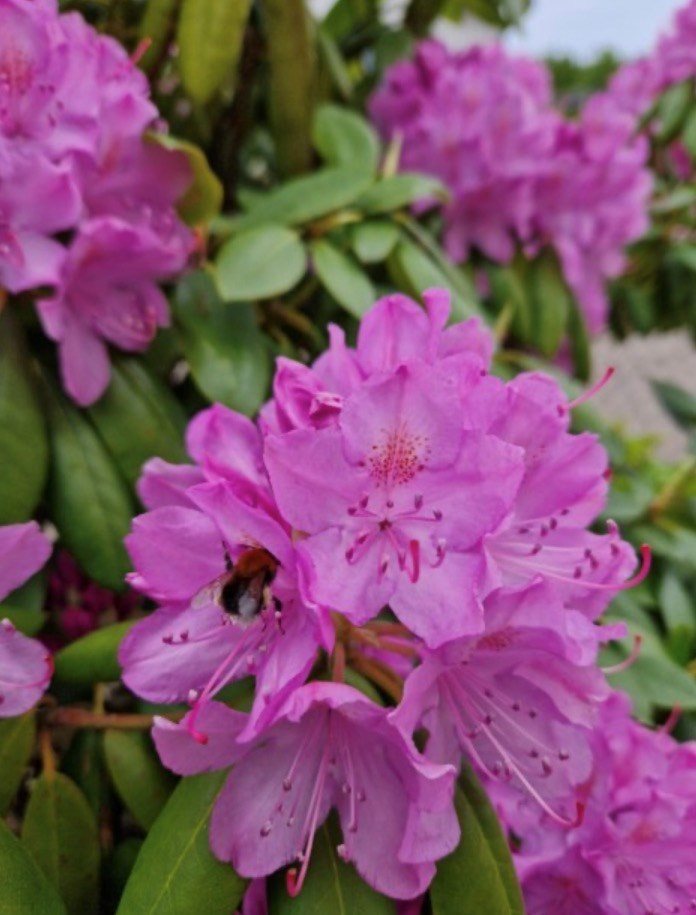 Bild Gulsporregången 230